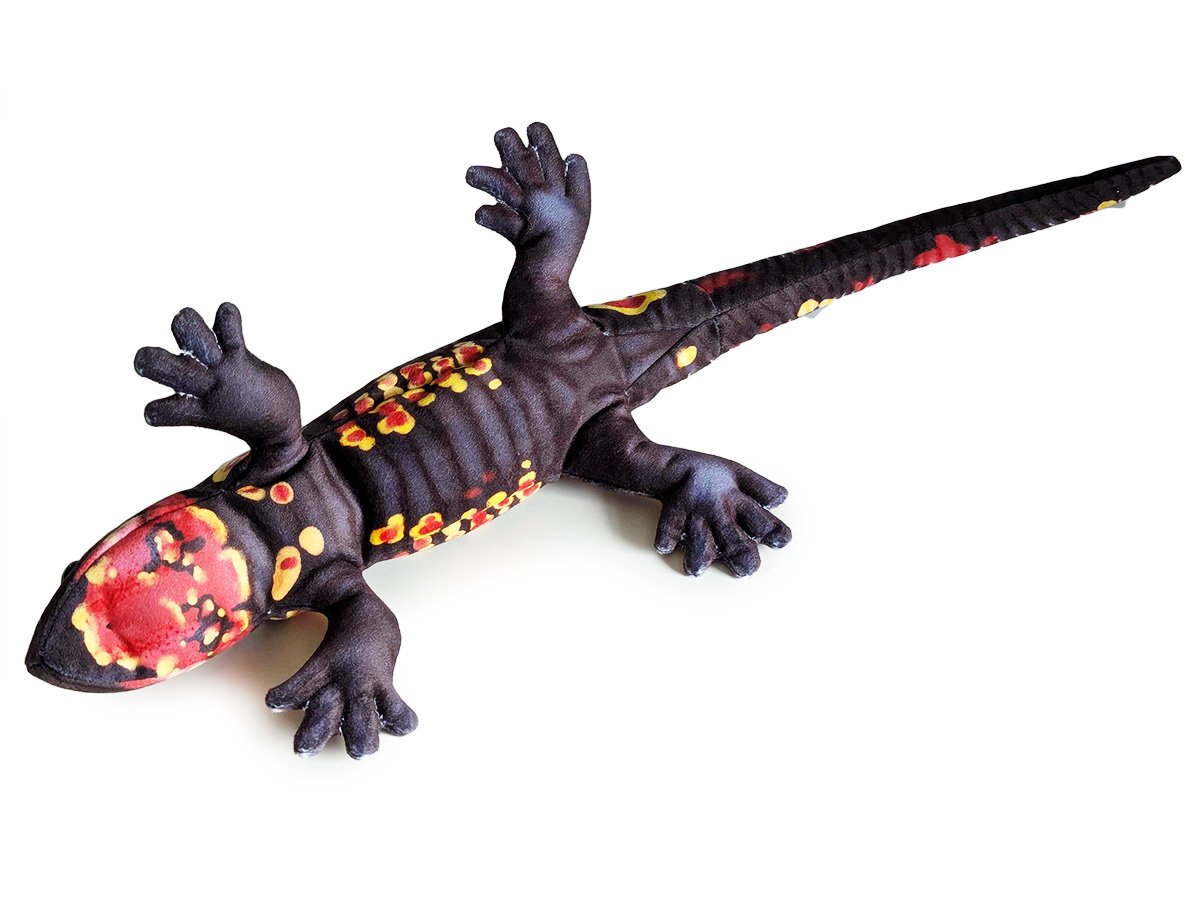 Salamandra Species — PALÆOPLUSHIES